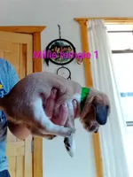 Millie chocolate female, a female Beagle for sale in Alamosa, CO – 4 of 4