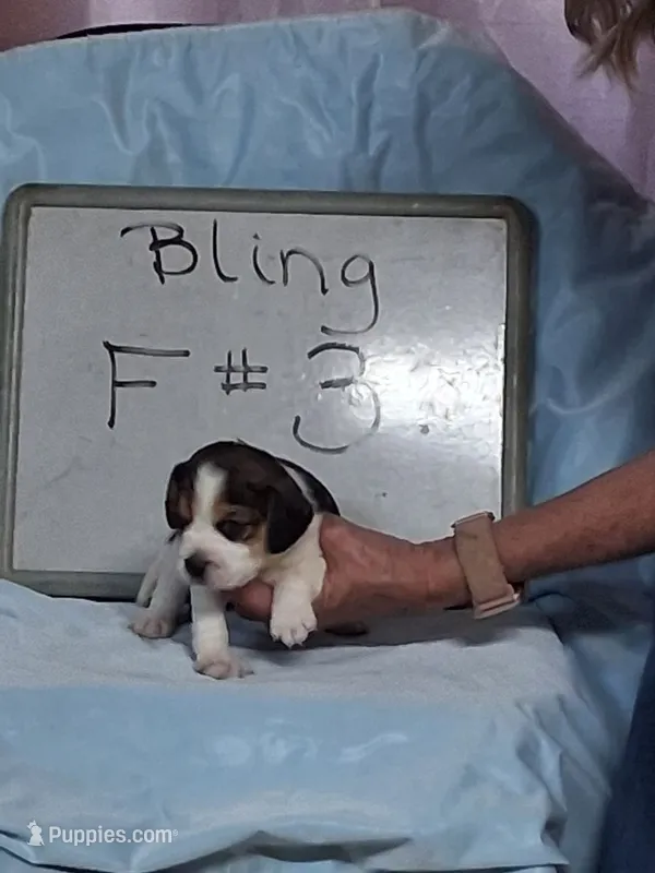Bling female #3 – Beagle puppy for sale in Alamosa, CO