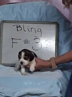 Bling female #3, a female Beagle for sale in Alamosa, CO – 1 of 3
