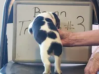 BRYNN MALE #3, a male Beagle for sale in Alamosa, CO – Photo 4 of 4