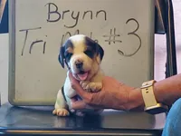 BRYNN MALE #3, a male Beagle for sale in Alamosa, CO – Photo 3 of 4