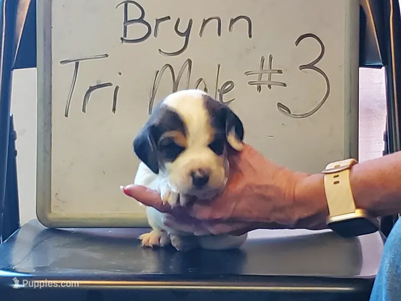 BRYNN MALE #3