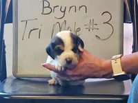 BRYNN MALE #3, a male Beagle for sale in Alamosa, CO – Photo 1 of 4
