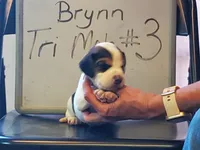 BRYNN MALE #3, a male Beagle for sale in Alamosa, CO – Photo 2 of 4