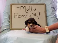 Molly F#1, a female Beagle for sale in Alamosa, CO – Photo 4 of 5
