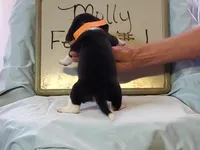 Molly F#1, a female Beagle for sale in Alamosa, CO – Photo 5 of 5