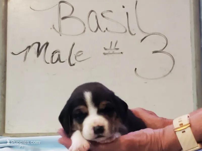 Basil Male #3