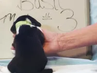 Basil Male #3, a male Beagle for sale in Alamosa, CO – Photo 2 of 2