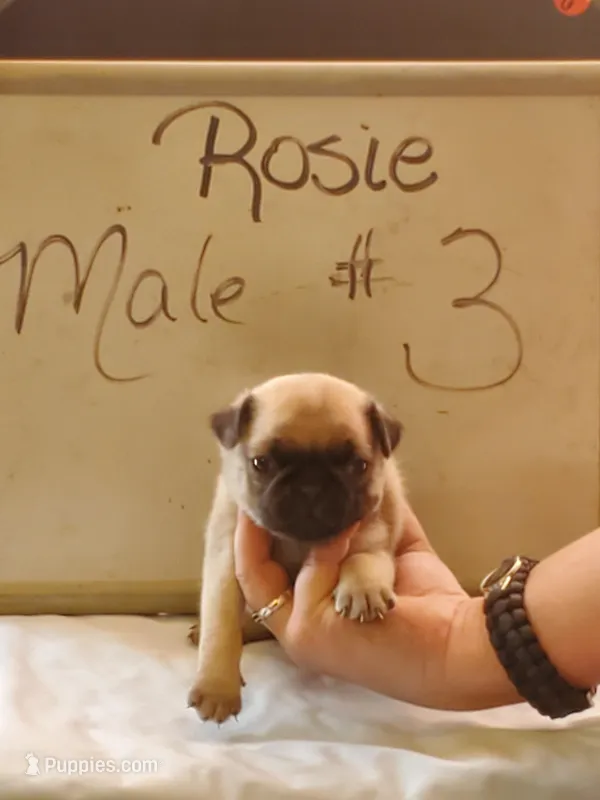 ROSIE MALE #3