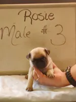 ROSIE MALE #3, a male Pug for sale in Alamosa, CO – Photo 2 of 2