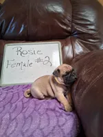 ROSIE FEMALE #2, a female Pug for sale in Alamosa, CO – Photo 7 of 10