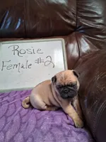 ROSIE FEMALE #2, a female Pug for sale in Alamosa, CO – Photo 6 of 10