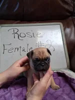 ROSIE FEMALE #2, a female Pug for sale in Alamosa, CO – Photo 3 of 10