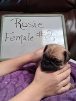 ROSIE FEMALE #2, a female Pug for sale in Alamosa, CO – Photo 2 of 10