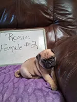 ROSIE FEMALE #2, a female Pug for sale in Alamosa, CO – Photo 8 of 10