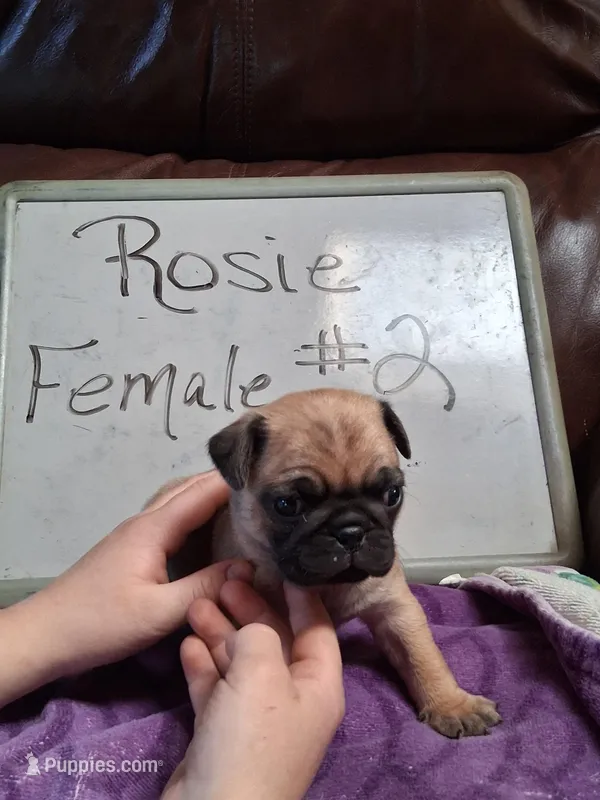 ROSIE FEMALE #2 – Pug puppy for sale in Alamosa, CO