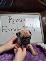 ROSIE FEMALE #2, a female Pug for sale in Alamosa, CO – Photo 1 of 10