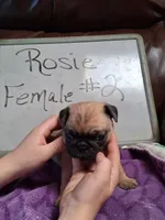 ROSIE FEMALE #2, a female Pug for sale in Alamosa, CO – Photo 4 of 10
