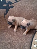 ROSIE FEMALE #2, a female Pug for sale in Alamosa, CO – Photo 5 of 10