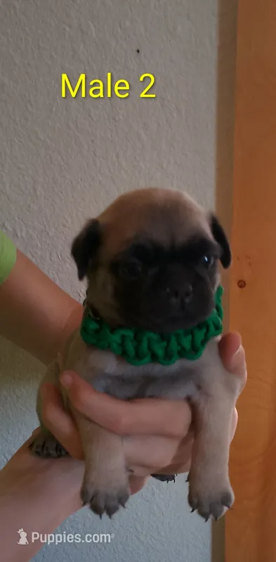 male #2 – Pug puppy on hold in Alamosa, CO