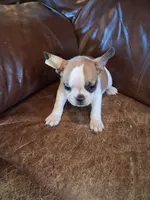 Bunny, a female French Bulldog for sale in Alamosa, CO – Photo 3 of 5