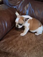 Bunny, a female French Bulldog for sale in Alamosa, CO – Photo 4 of 5