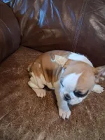 Bunny, a female French Bulldog for sale in Alamosa, CO – Photo 5 of 5