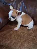 Bunny, a female French Bulldog for sale in Alamosa, CO – Photo 1 of 5