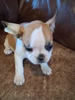 Bunny, a female French Bulldog for sale in Alamosa, CO – Photo 2 of 5