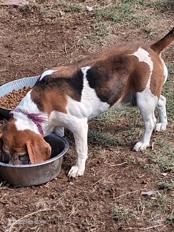 BRIGITTA, a female Beagle for sale in Alamosa, CO – Photo 1 of 5