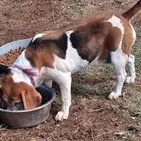 BRIGITTA, a female Beagle for sale in Alamosa, CO – Photo 1 of 5