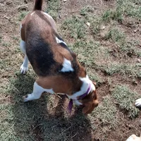 BRIGITTA, a female Beagle for sale in Alamosa, CO – Photo 2 of 5