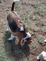 BRIGITTA, a female Beagle for sale in Alamosa, CO – Photo 2 of 5