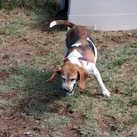 BRIGITTA, a female Beagle for sale in Alamosa, CO – Photo 5 of 5