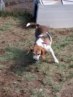 BRIGITTA, a female Beagle for sale in Alamosa, CO – Photo 5 of 5