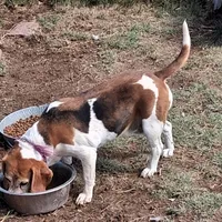 BRIGITTA, a female Beagle for sale in Alamosa, CO – Photo 3 of 5