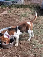 BRIGITTA, a female Beagle for sale in Alamosa, CO – Photo 3 of 5