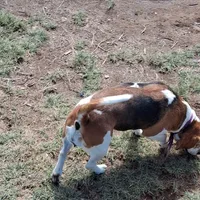 BRIGITTA, a female Beagle for sale in Alamosa, CO – Photo 4 of 5