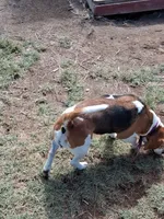 BRIGITTA, a female Beagle for sale in Alamosa, CO – Photo 4 of 5