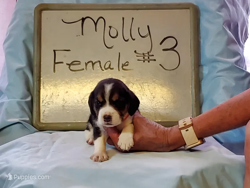 Molly F#3