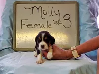 Molly F#3, a female Beagle for sale in Alamosa, CO – Photo 1 of 2