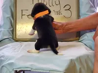 Molly F#3, a female Beagle for sale in Alamosa, CO – Photo 2 of 2