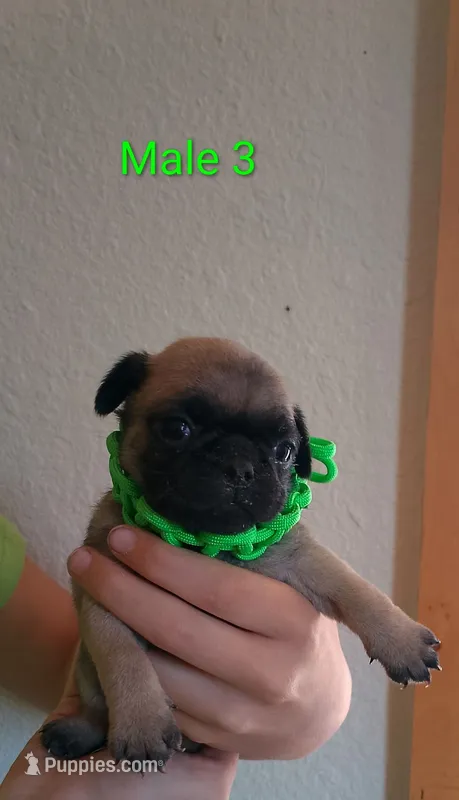 male #3 – Pug puppy for sale in Alamosa, CO