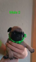 male #3, a male Pug for sale in Alamosa, CO – 1 of 1