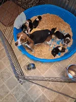 Bling female #1, a female Beagle for sale in Alamosa, CO – 4 of 4