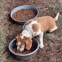 PATSY, a female Beagle for sale in Alamosa, CO – Photo 2 of 3