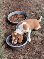 PATSY, a female Beagle for sale in Alamosa, CO – Photo 2 of 3