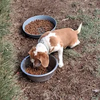 PATSY, a female Beagle for sale in Alamosa, CO – Photo 3 of 3