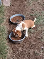 PATSY, a female Beagle for sale in Alamosa, CO – Photo 3 of 3