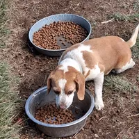 PATSY, a female Beagle for sale in Alamosa, CO – Photo 1 of 3